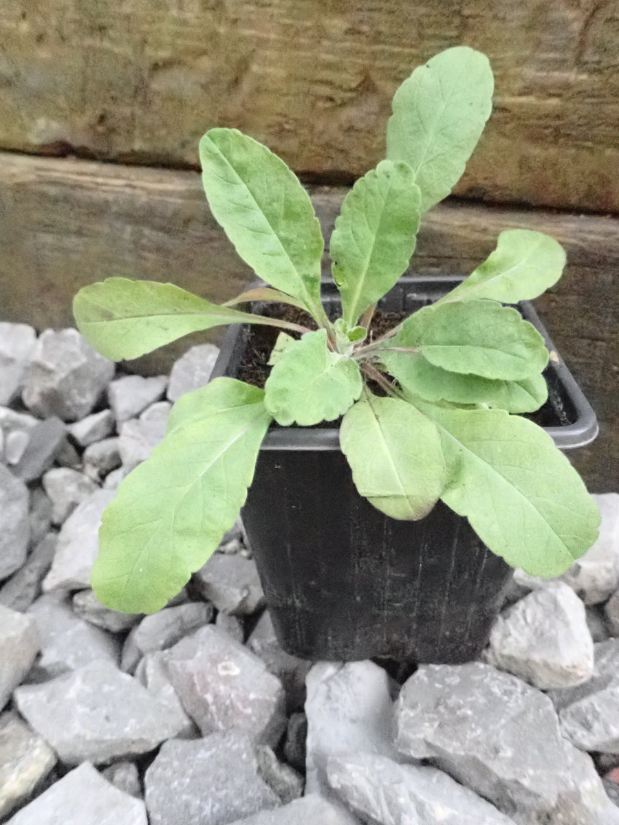 3 x 'Buttermilk' Devil's bit Scabious (Succisa pratensis) bare root yo