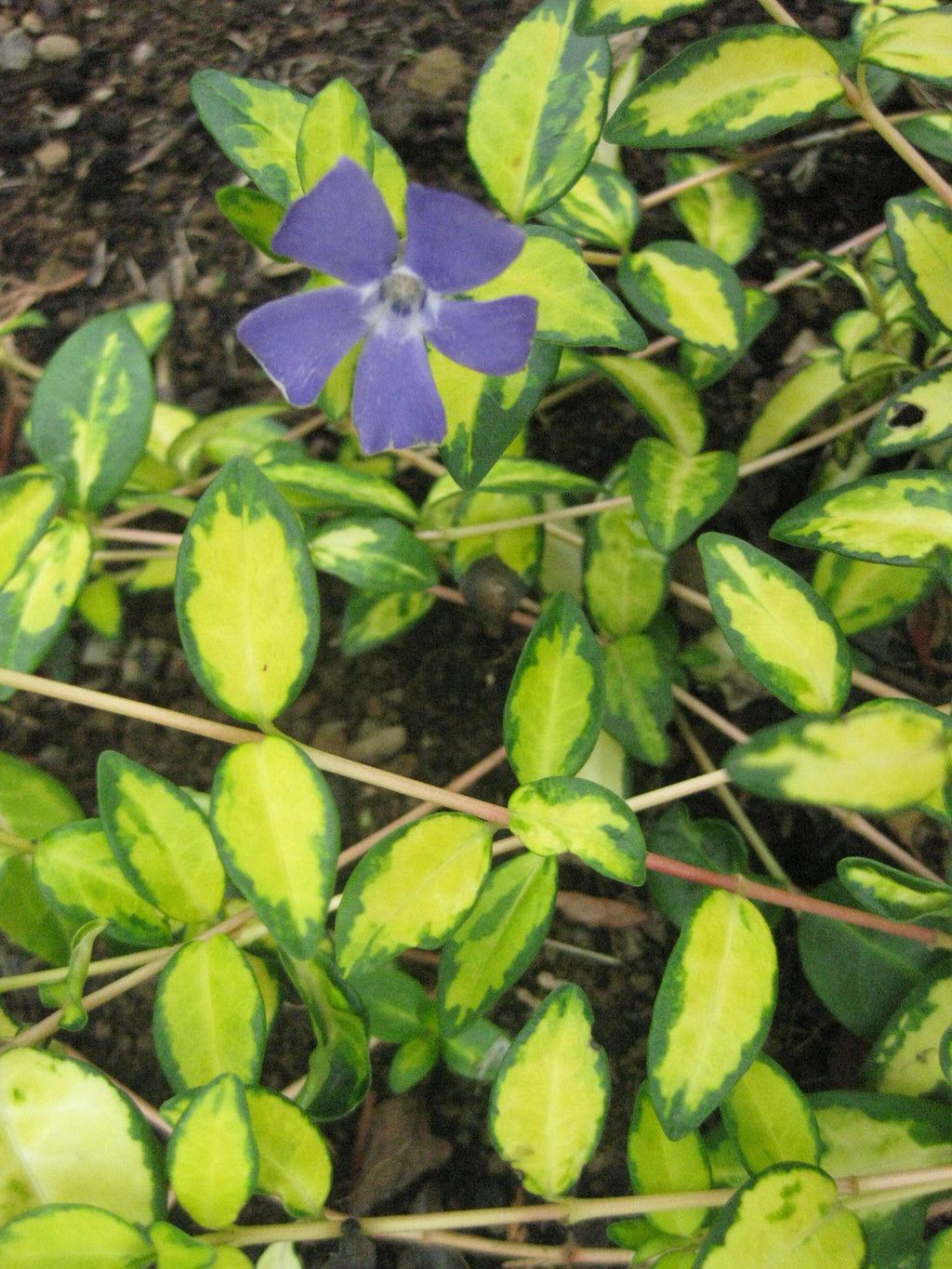 10 x 'Illumination' variegated perennial blue Periwinkle bare root offsets