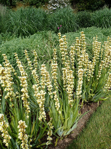 50 x 'Sisyrinchium Striatum' Pale Yellow Eyed Grass hardy perennial seeds