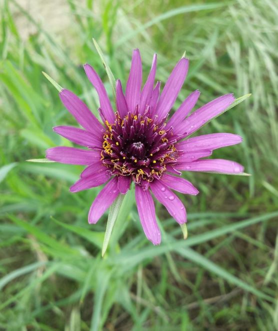 20 x Purple Common Salsify (Tragopogon porrifolius) Native edible wildflower seed
