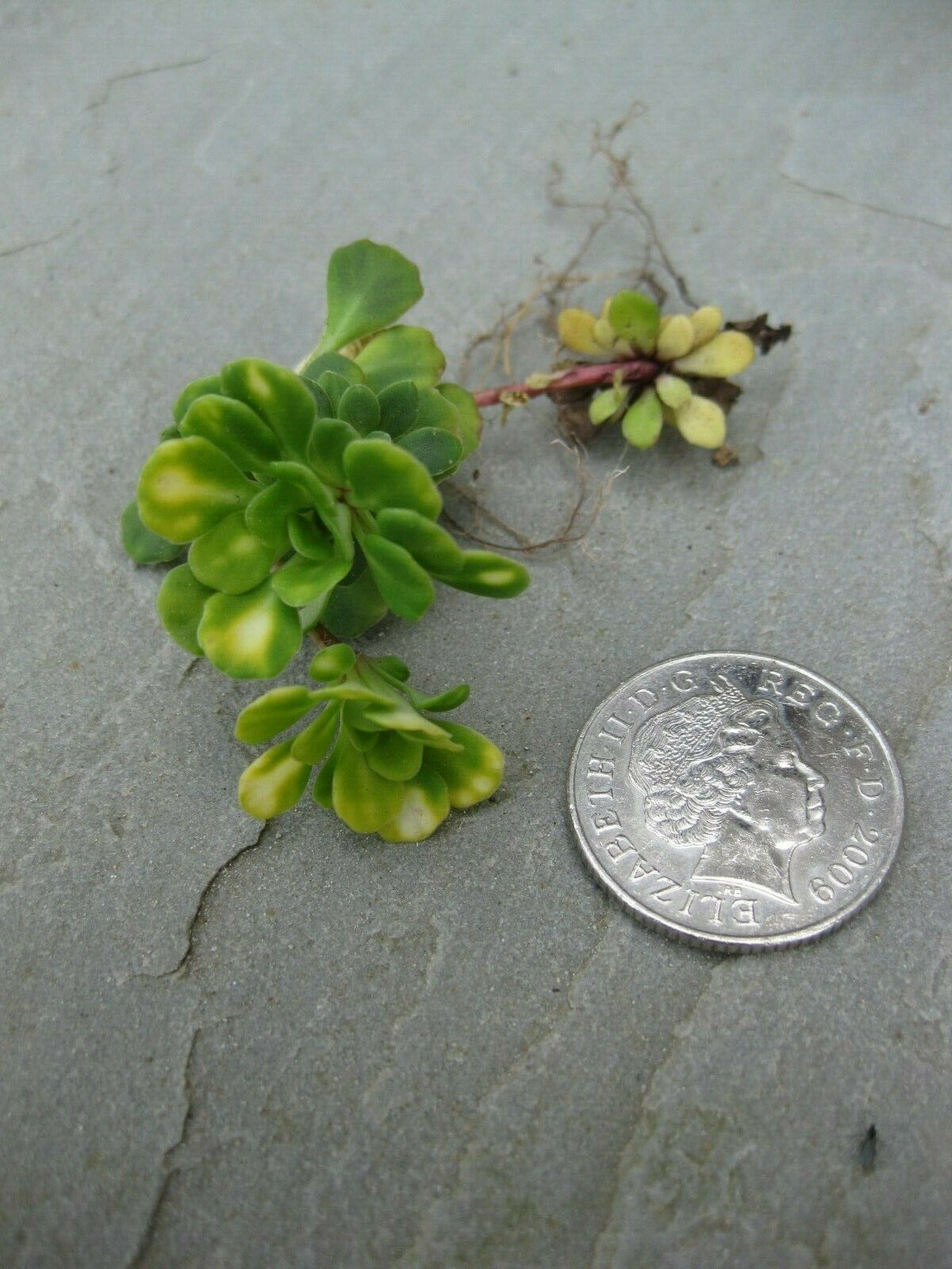 6 x Lesser London Pride Saxifraga Cuneifolia 'Variegata' Hardy bare root alpine offsets