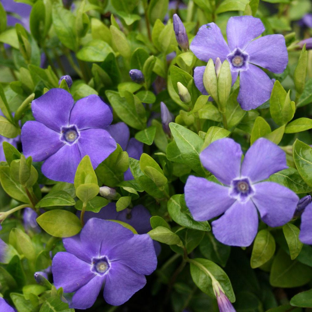 10 x Vinca Minor Bowles Variety blue Periwinkle bare root offsets