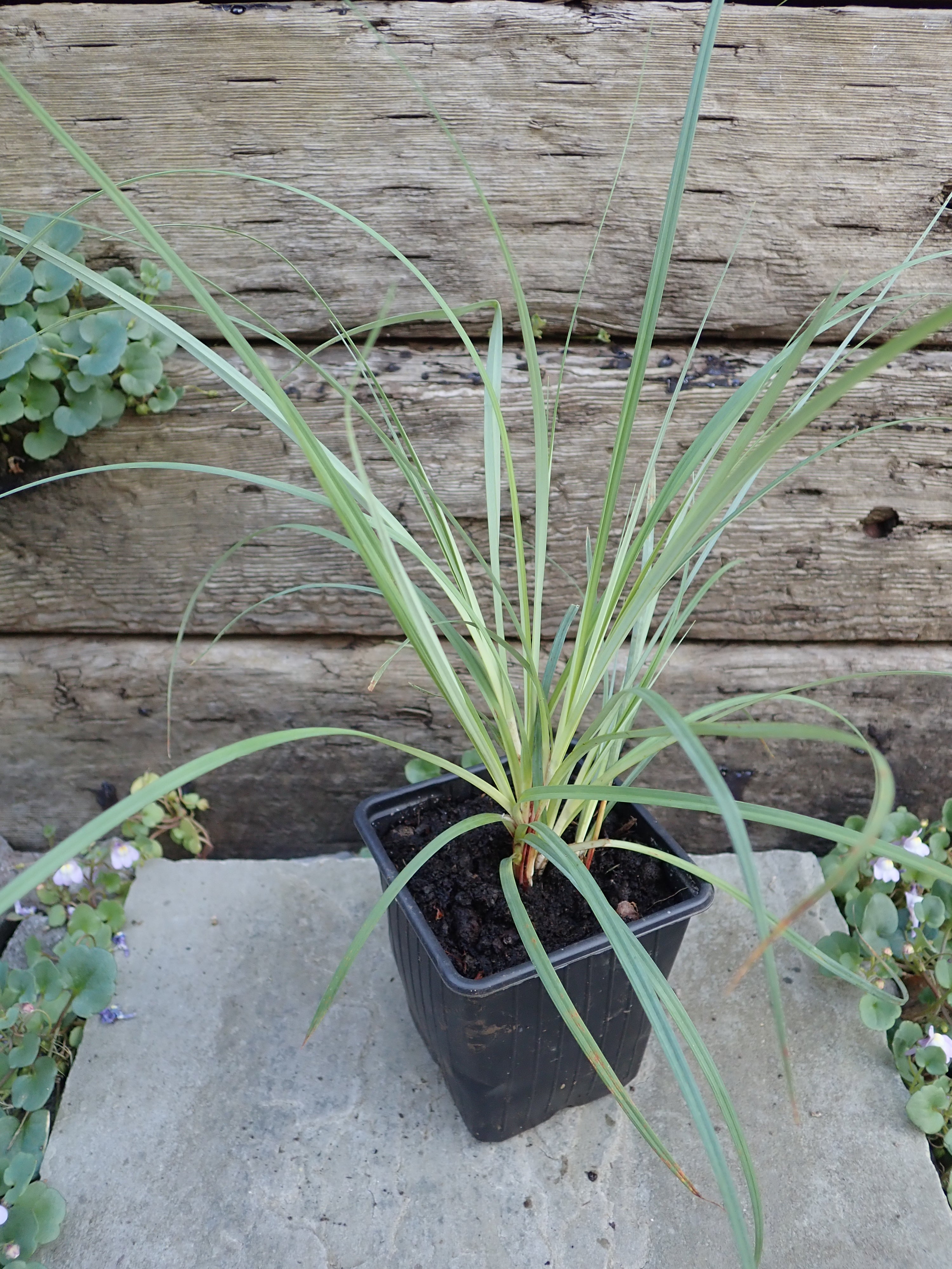 3 x Carex panicea Carnation sedge grass established bare root plants