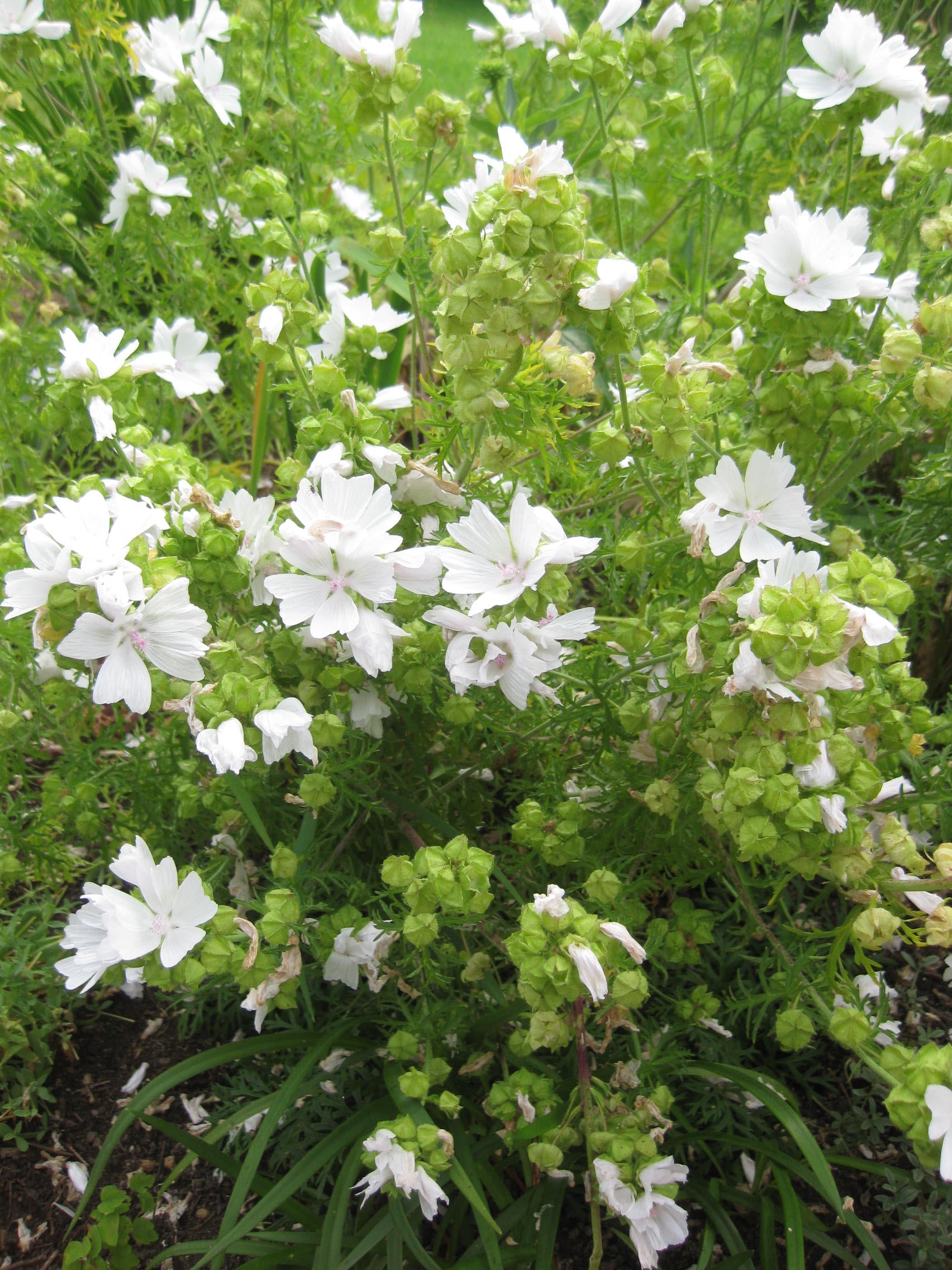 30 x White Musk Mallow (Malva Moschata Alba) fragrant cottage perennial seeds
