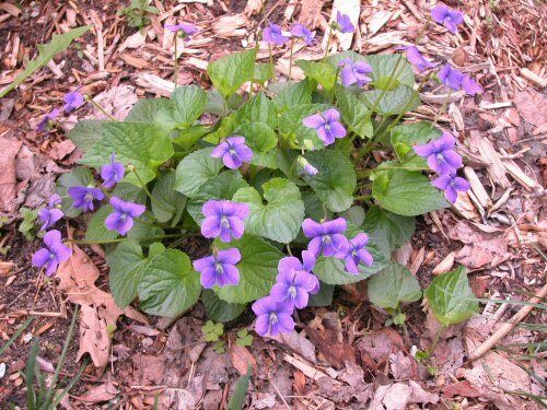 6 x Native Violet (Viola papilionacea) bare root wildflower plants