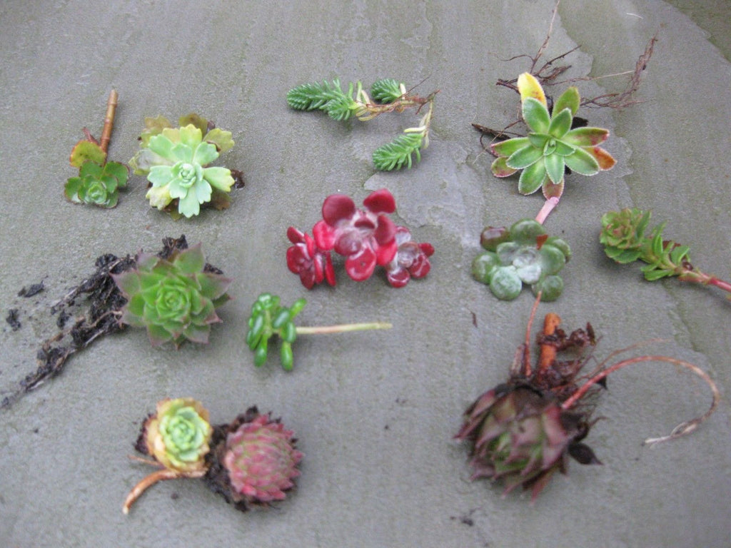 8 x Assorted Variety Succulent Sedum plants, terrariums & fairy gardens