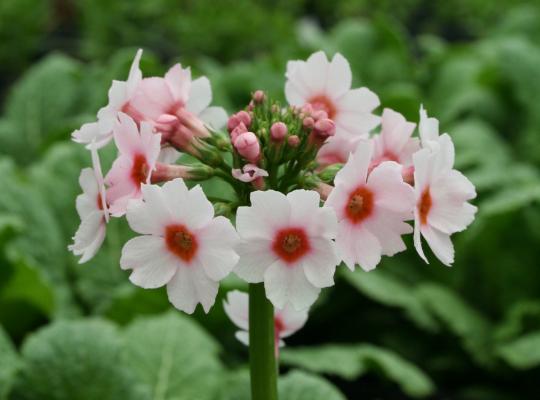 50 x Primula Japonica 'Appleblossom' hardy perennial seeds