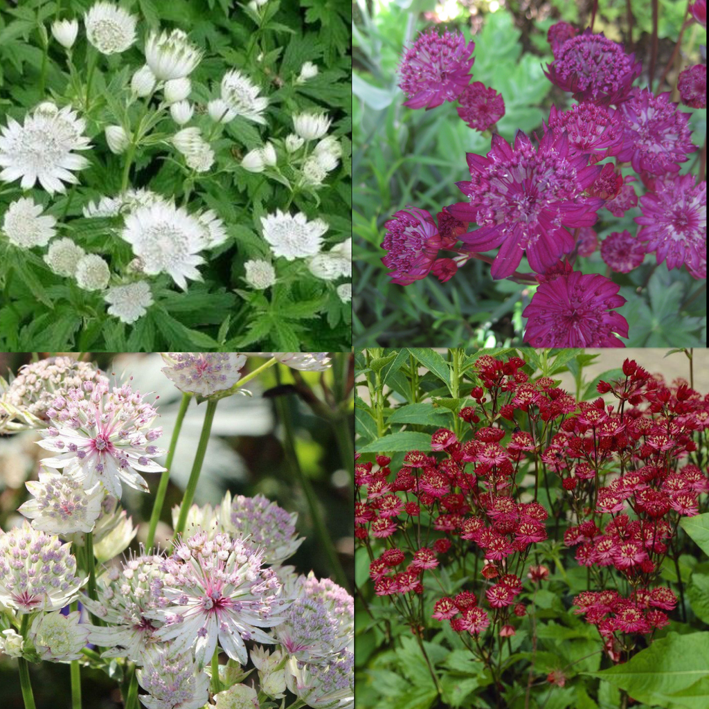 20 x Mixed Astrantia Major Seeds including Venice, Sunningdale, Ruby Wedding & others