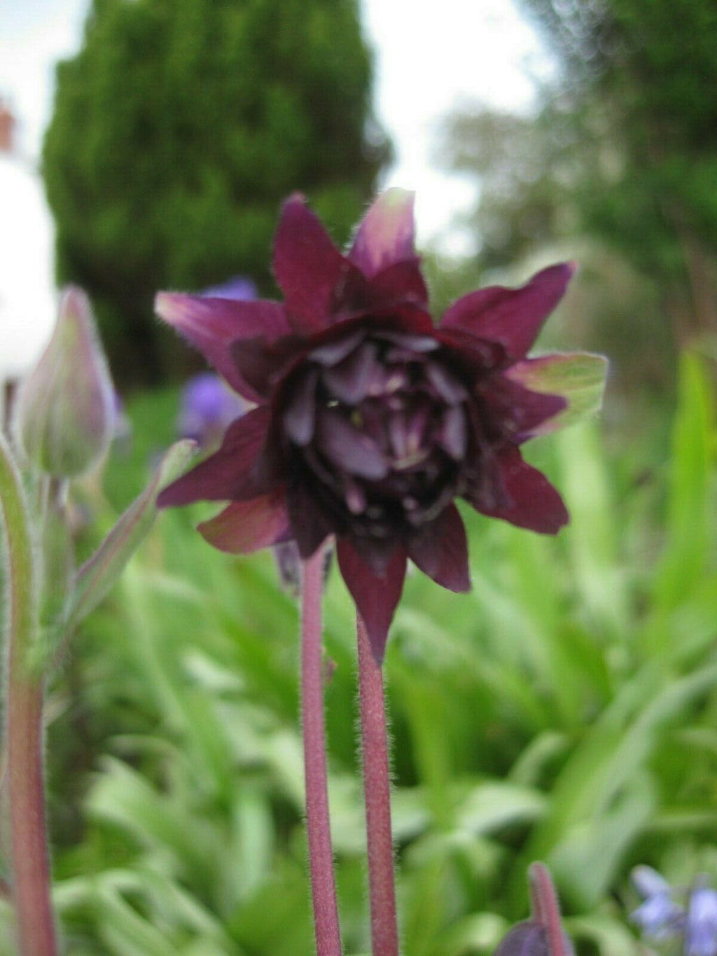 30 x 'Black Barlow' Aquilegia hardy perennial seeds