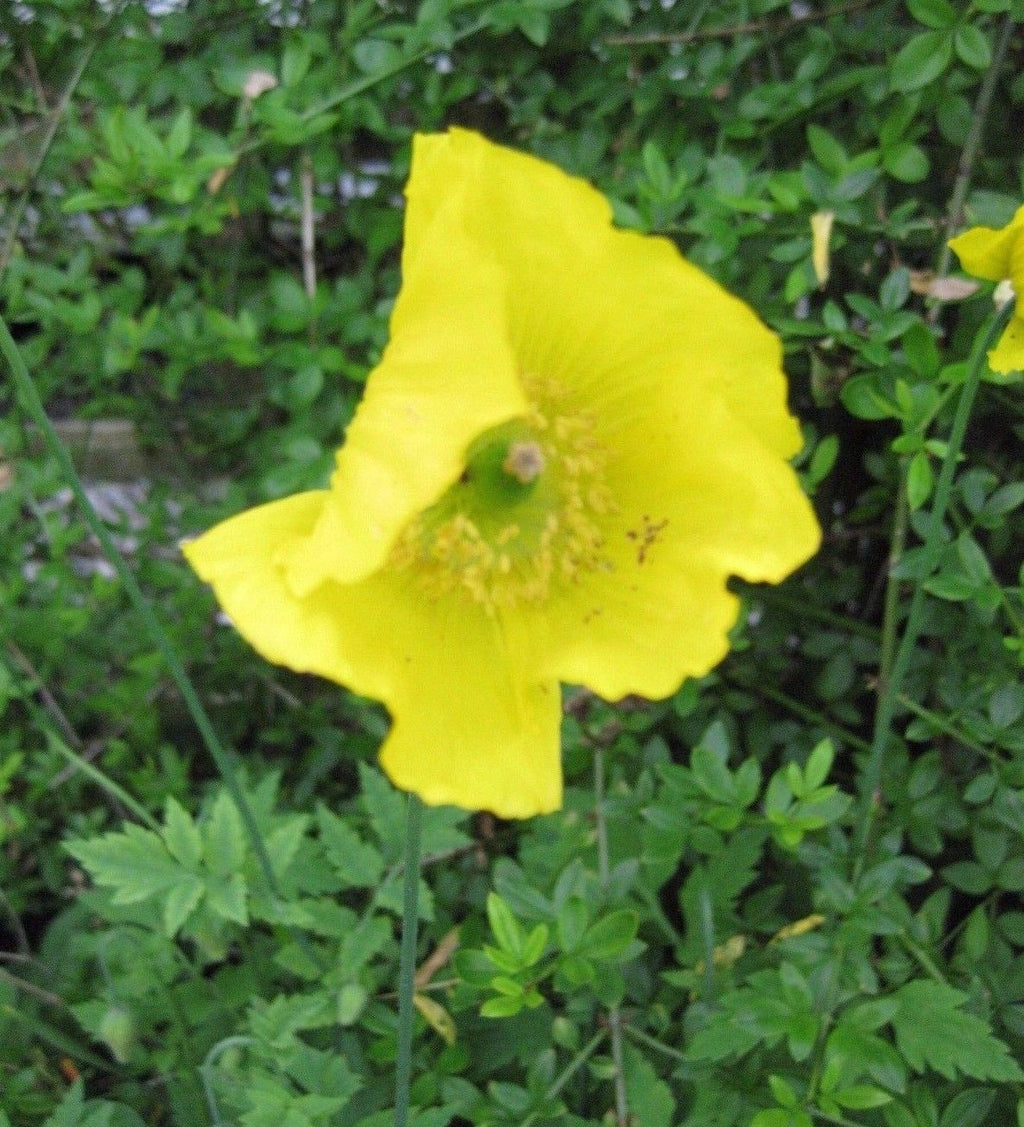250+ Yellow Welsh Poppy (Meconopsis Cambrica) wildflower seeds