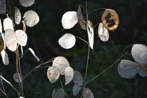 50 x White 'Honesty' (Lunaria annua) or 'Moonwort' hardy biennial seeds