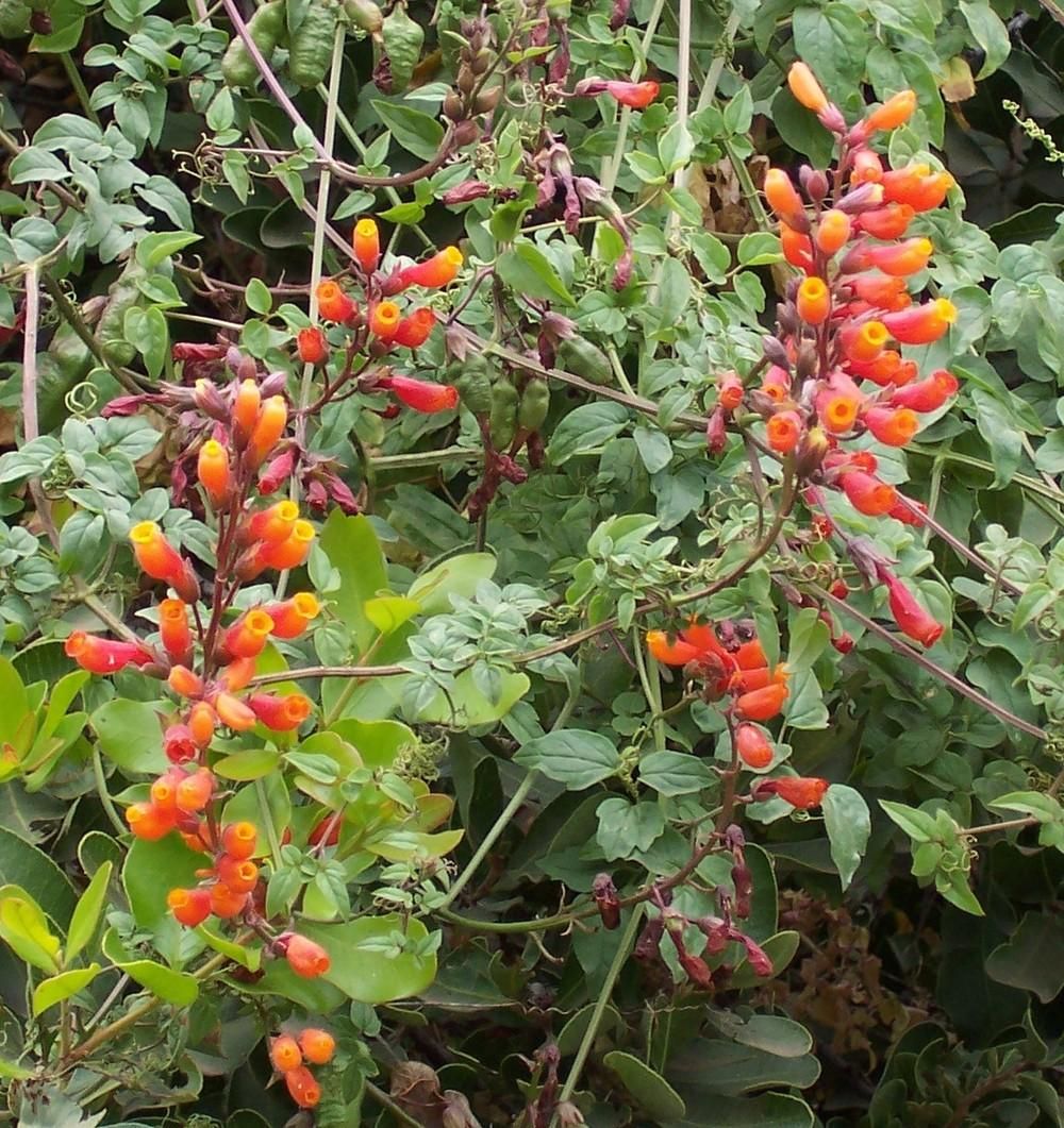 75 x Chilean Glory Vine (Eccremocarpus scaber) vigorous climber seeds