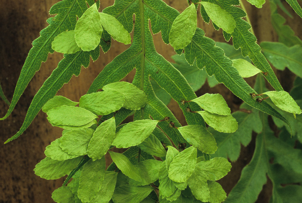 1 x Oriental chain fern (Woodwardia orientalis var.formosana) potted young plant