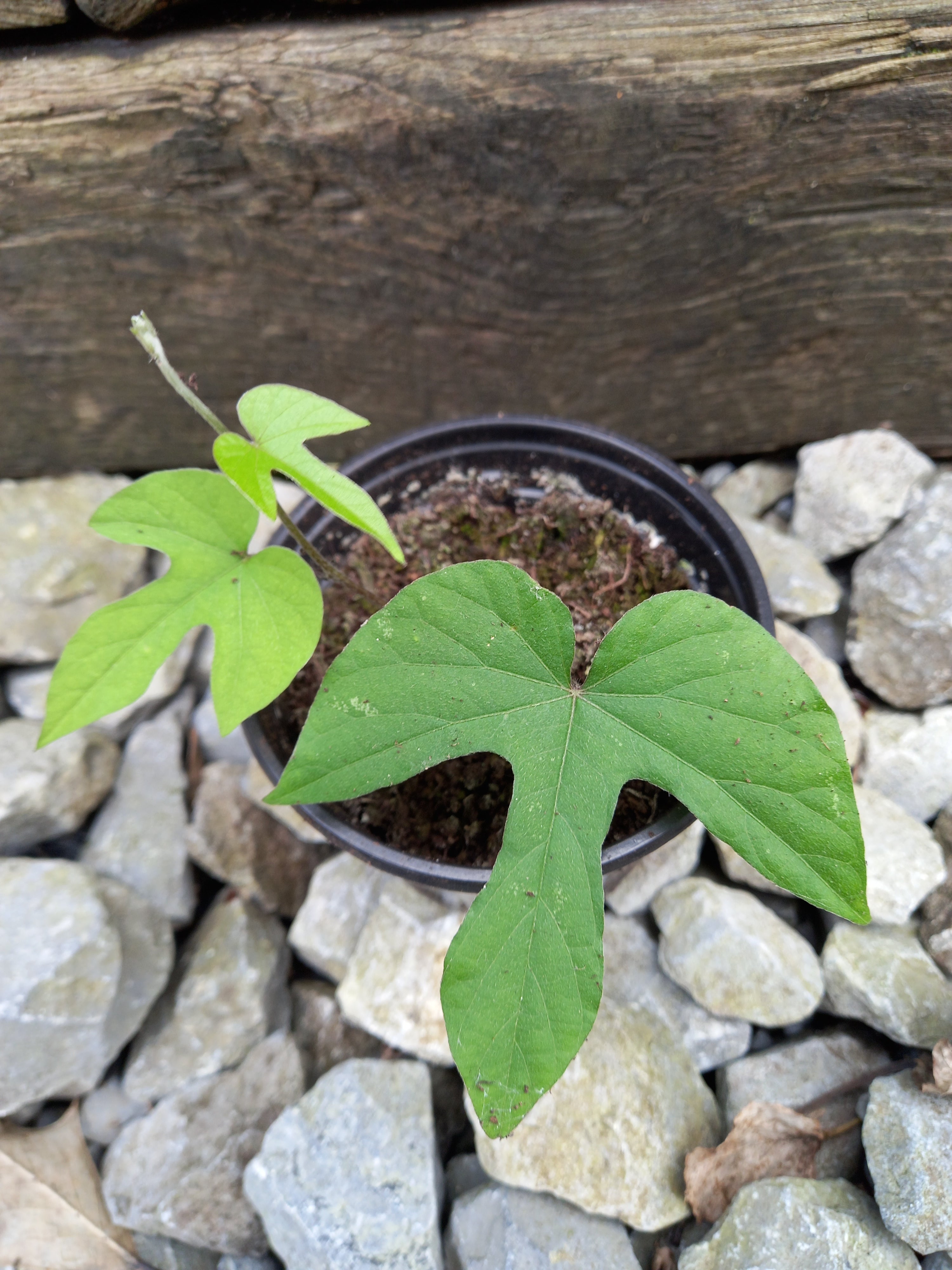 Ipomoea indica 'Blue dawn flower', Everlasting Morning Glory, established potted plant