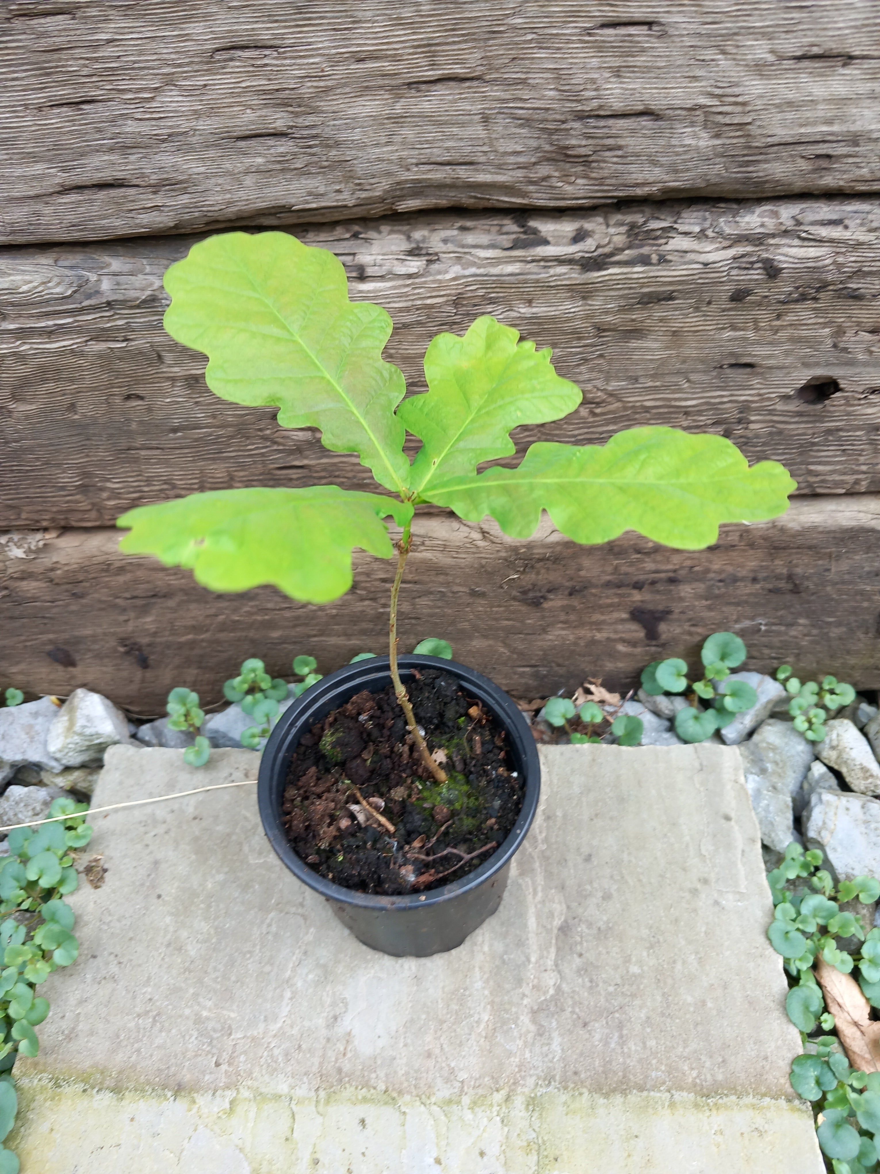 3 x Native English Oak (Quercus) acorn Sapplings hedging 15 - 20 cms high