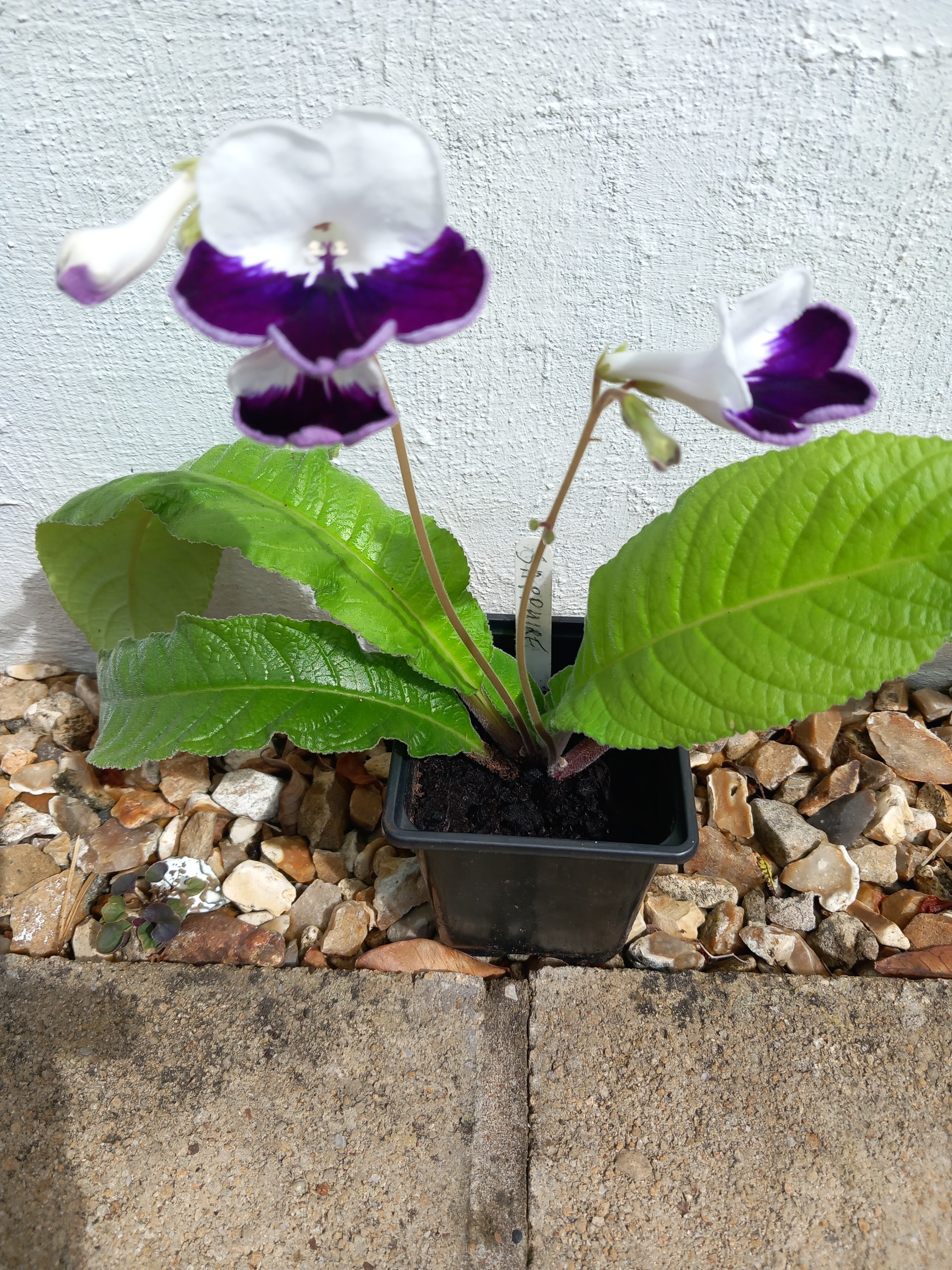Established Purple and White Streptocarpus 'Harlequin Sapphire' potted plant