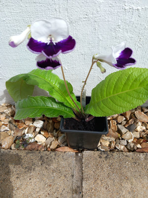 Established Purple and White Streptocarpus 'Harlequin Sapphire' potted plant