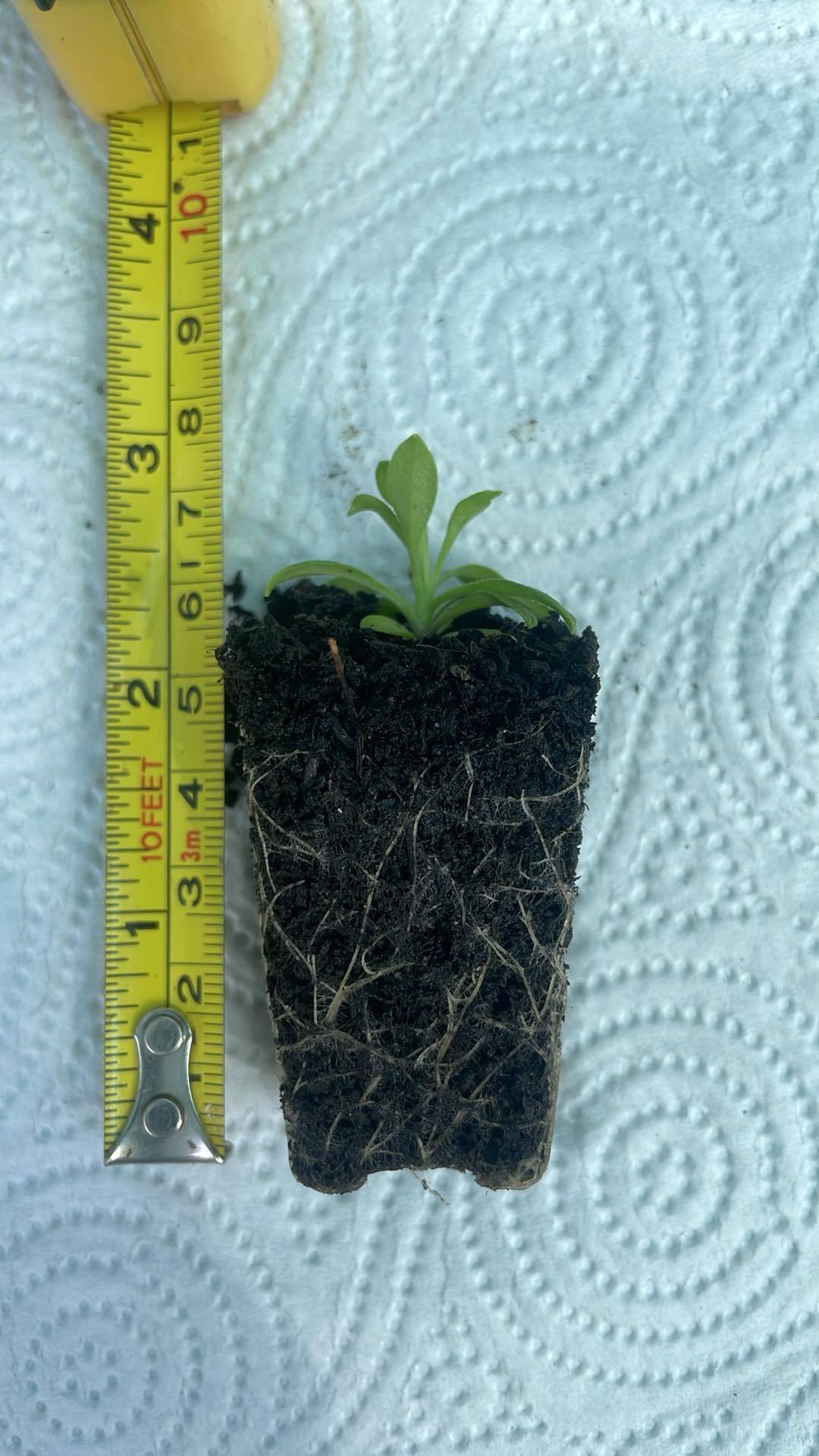 5 x Silene schafta Persian Carpet 'Autumn Catchfly' bare root plug plants