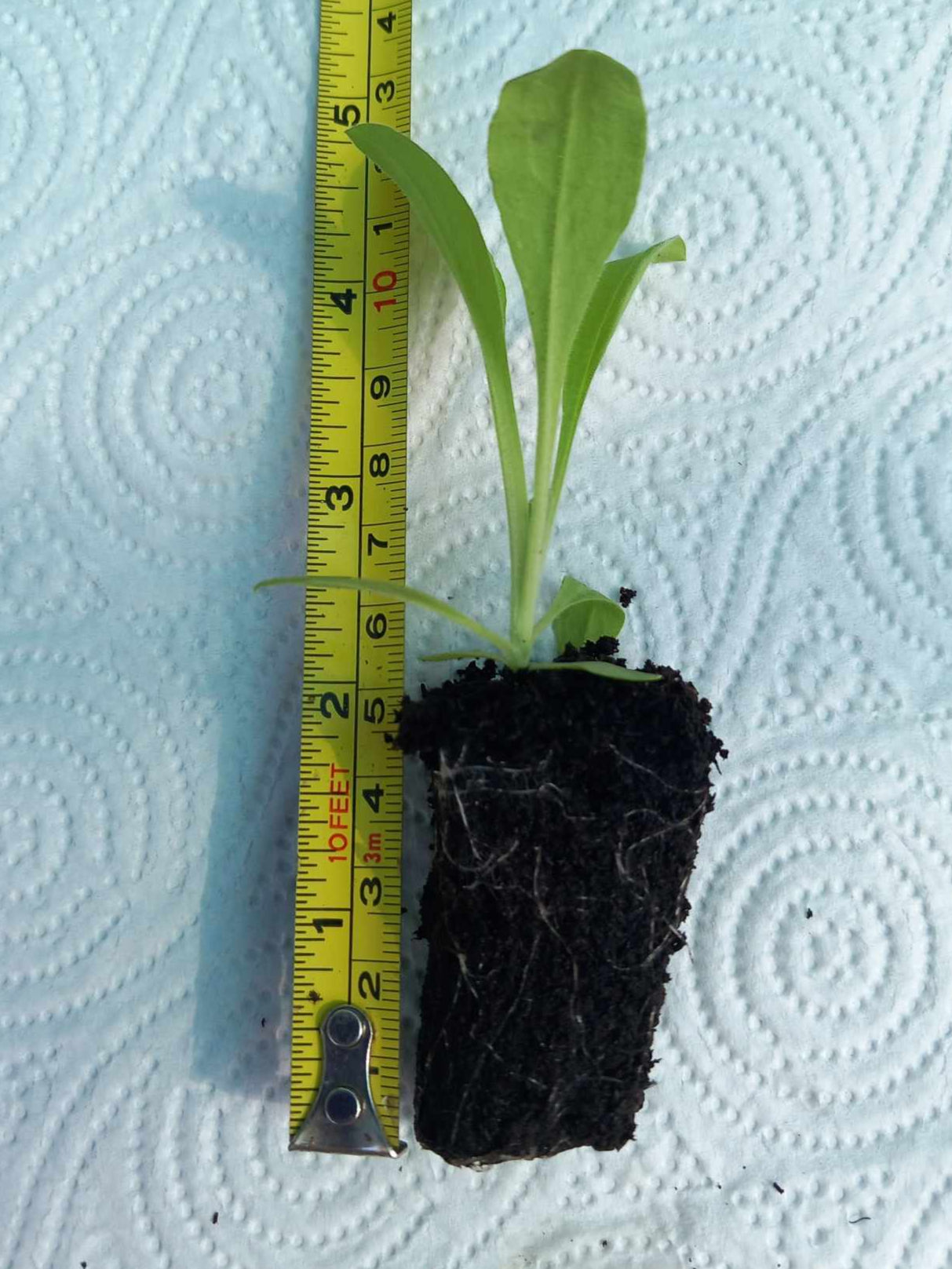 6 x Night flowering catchfly (Silene noctiflora) established native plug plants