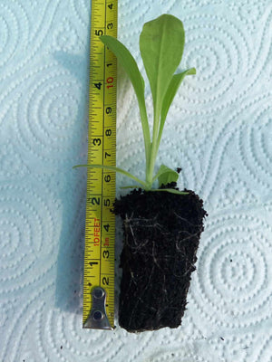 6 x Night flowering catchfly (Silene noctiflora) established native plug plants