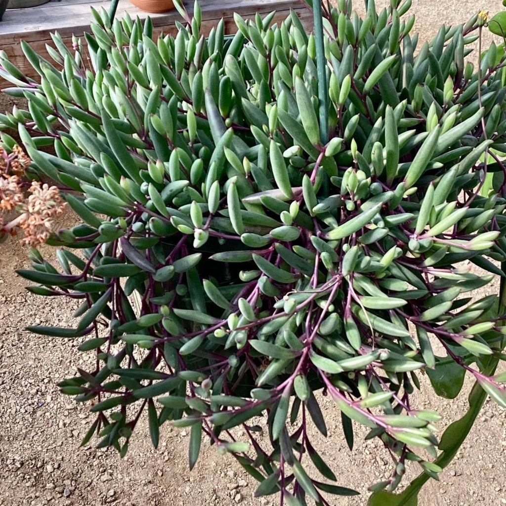 2 x health 'Ruby Necklance' UNROOTED (Othonna capensis) houseplant cuttings