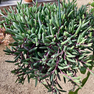 2 x health 'Ruby Necklance' UNROOTED (Othonna capensis) houseplant cuttings