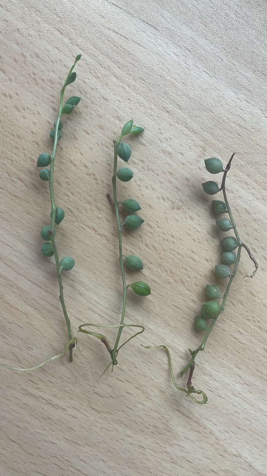 3 x 'String of Tears' (Senecio Herreianus) rooted cuttings ready for planting