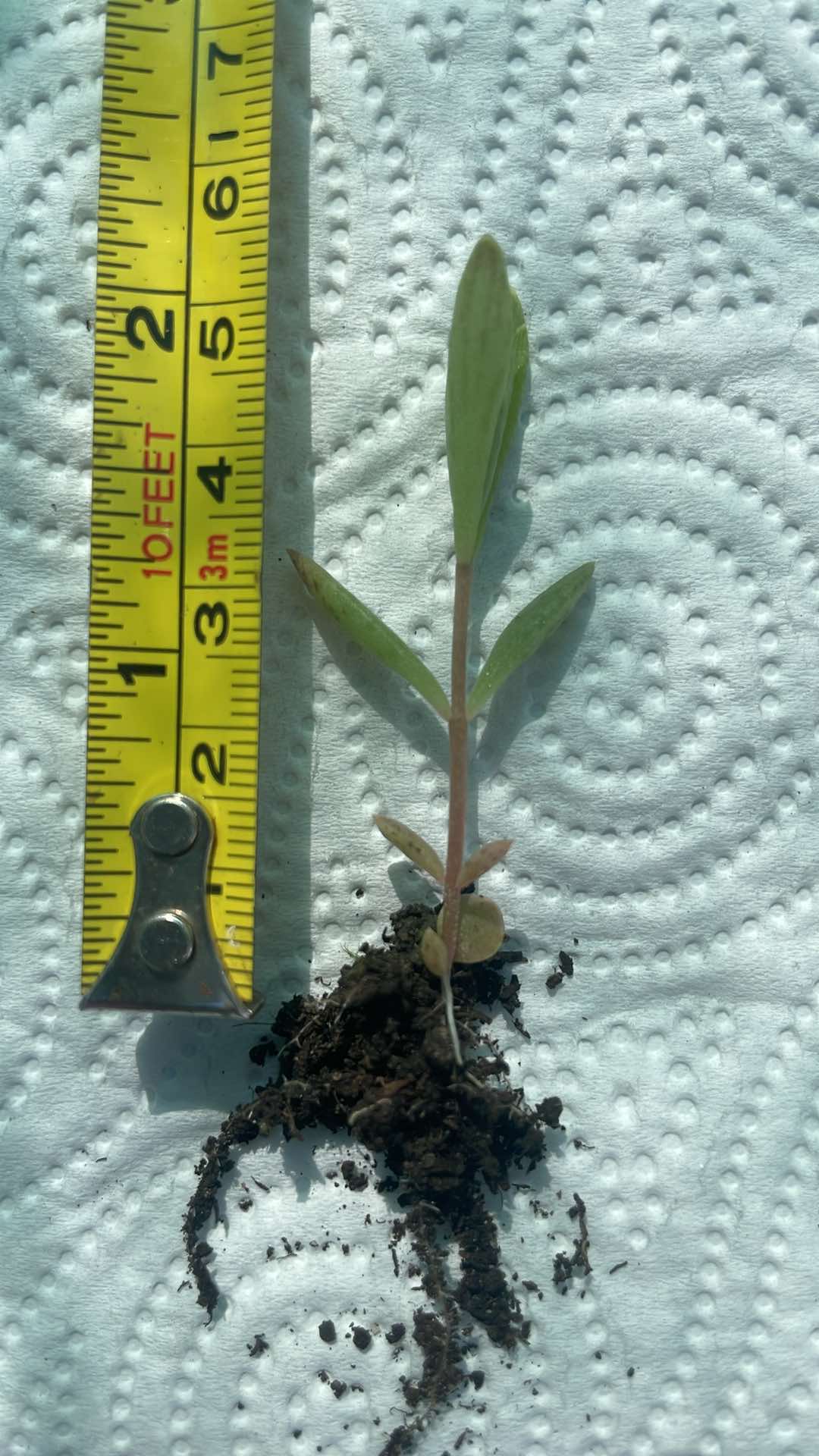 RARE: 5 x Mother Of Millions BARE ROOT plantlets (Kalanchoe Tubiflora)