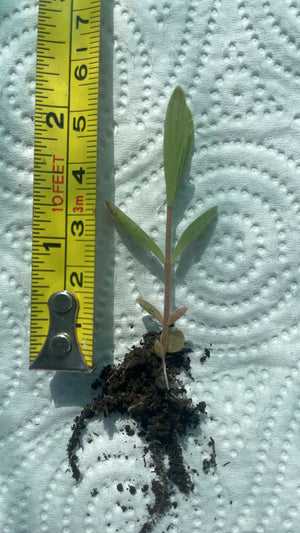 RARE: 5 x Mother Of Millions BARE ROOT plantlets (Kalanchoe Tubiflora)