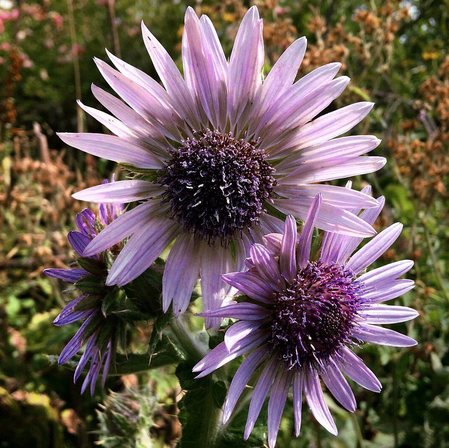 25 x Berkheya Purpurea 'Zulu Warrior' hardy perennial flower seeds