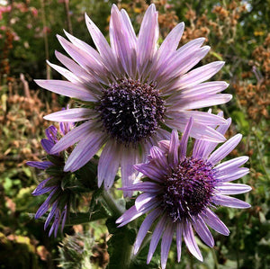 25 x Berkheya Purpurea 'Zulu Warrior' hardy perennial flower seeds