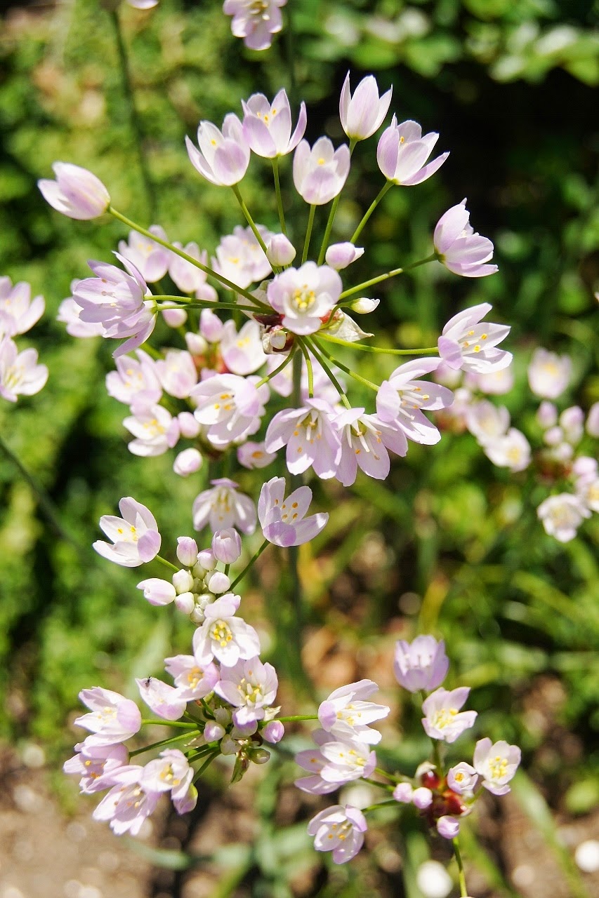 15 x Rosy Garlic (Allium Roseum) scented edible bulbils for naturalising