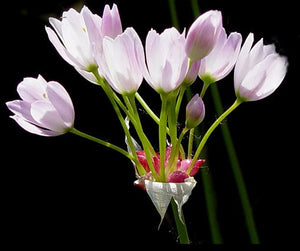 15 x Rosy Garlic (Allium Roseum) scented edible bulbils for naturalising