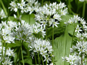 20 x Organic Wild Garlic Bulbs (Allium Ursinum) delicious flowering native plant