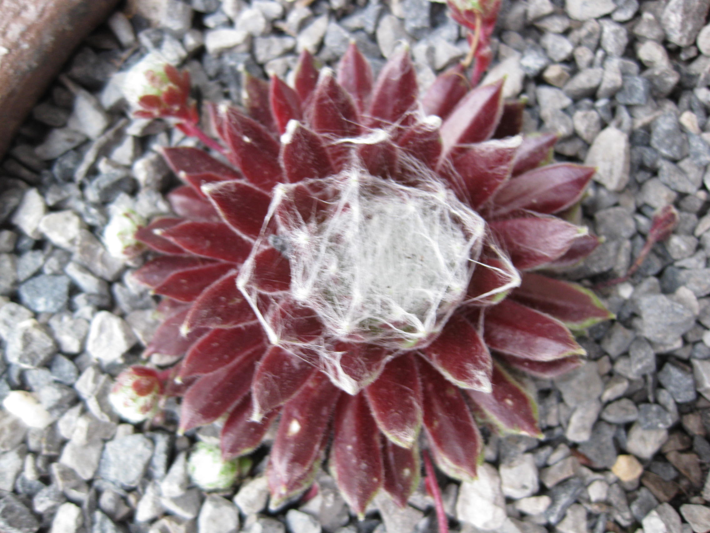 5 x Assorted Variety Sempervivum hardy plants for terrariums fairy gardens