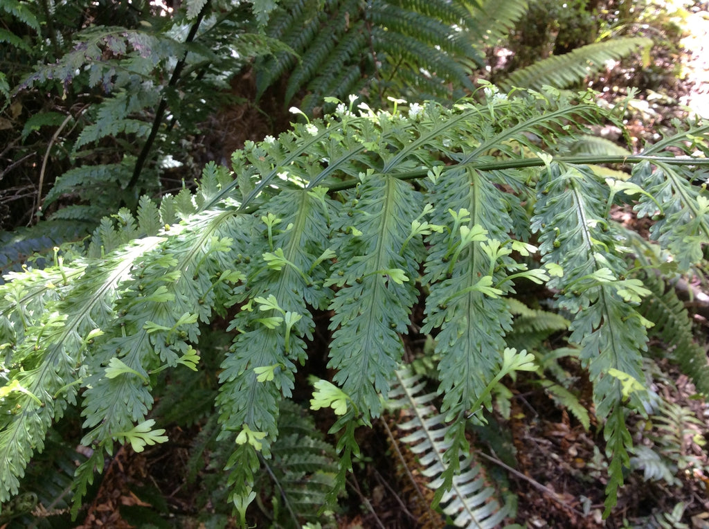'Mother fern/spleenwort' 'Hen and chickens' (Asplenium bulbiferum) potted houseplant
