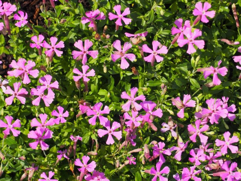 5 x Silene schafta Persian Carpet 'Autumn Catchfly' bare root plug plants