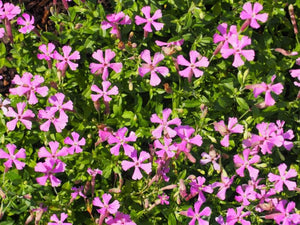 5 x Silene schafta Persian Carpet 'Autumn Catchfly' bare root plug plants