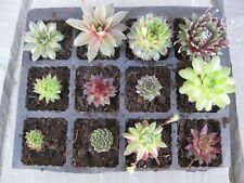 5 x Assorted Variety Sempervivum hardy plants for terrariums fairy gardens