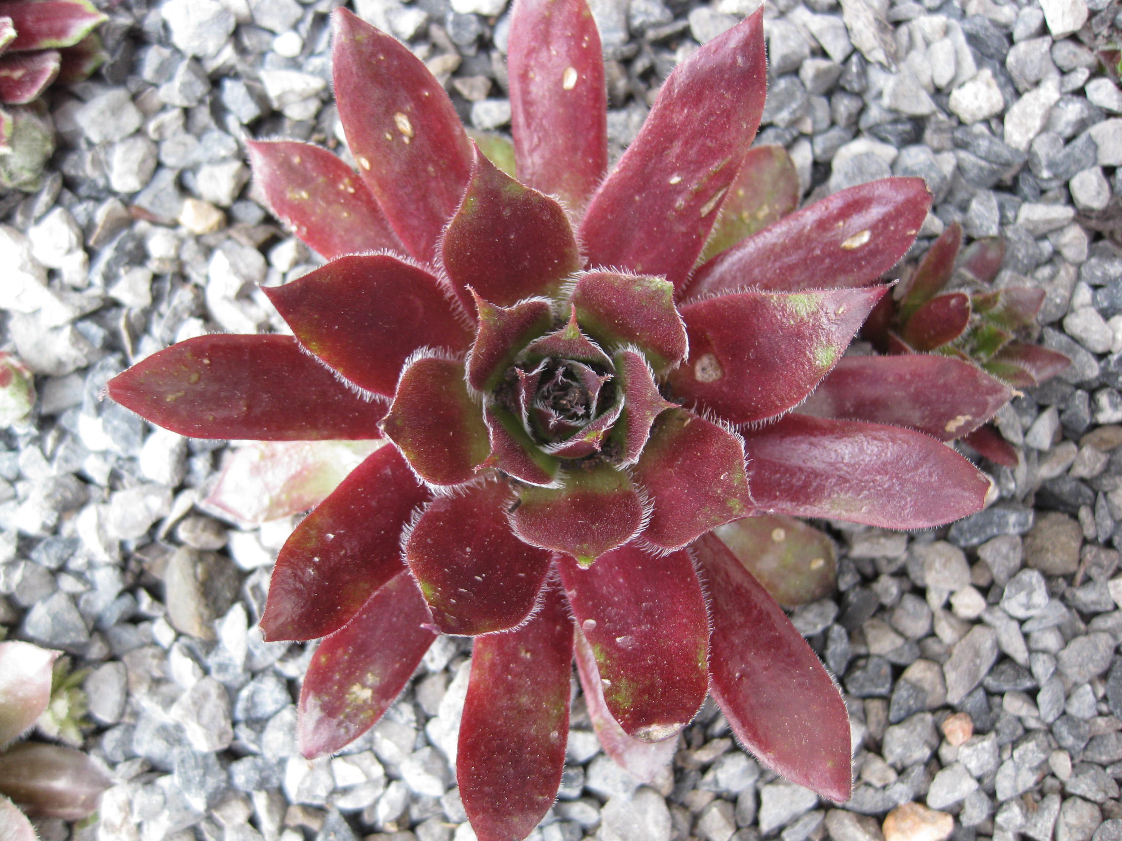 5 x Assorted Variety Sempervivum hardy plants for terrariums fairy gardens