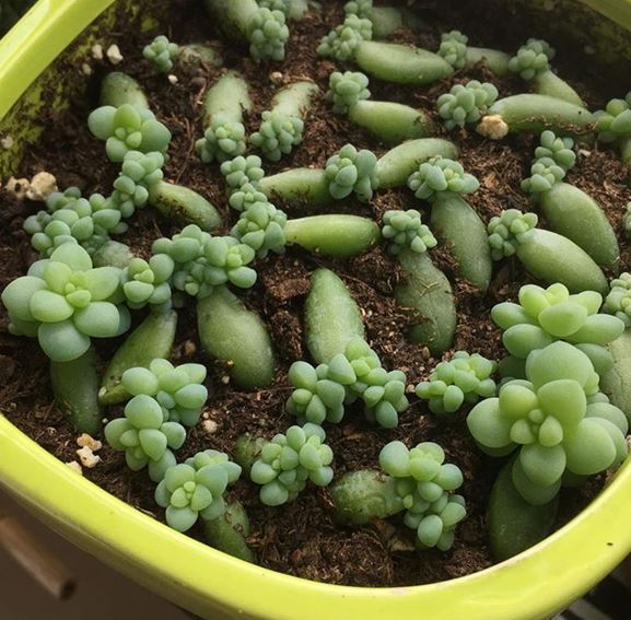 25 x Sedum Burrito 'Donkeys tail' trailing succulent unrooted leaves