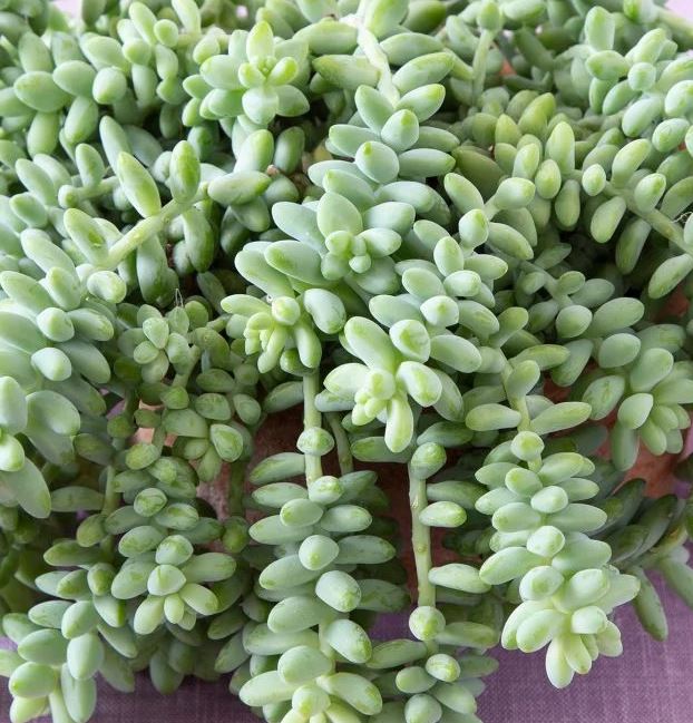 25 x Sedum Burrito 'Donkeys tail' trailing succulent unrooted leaves