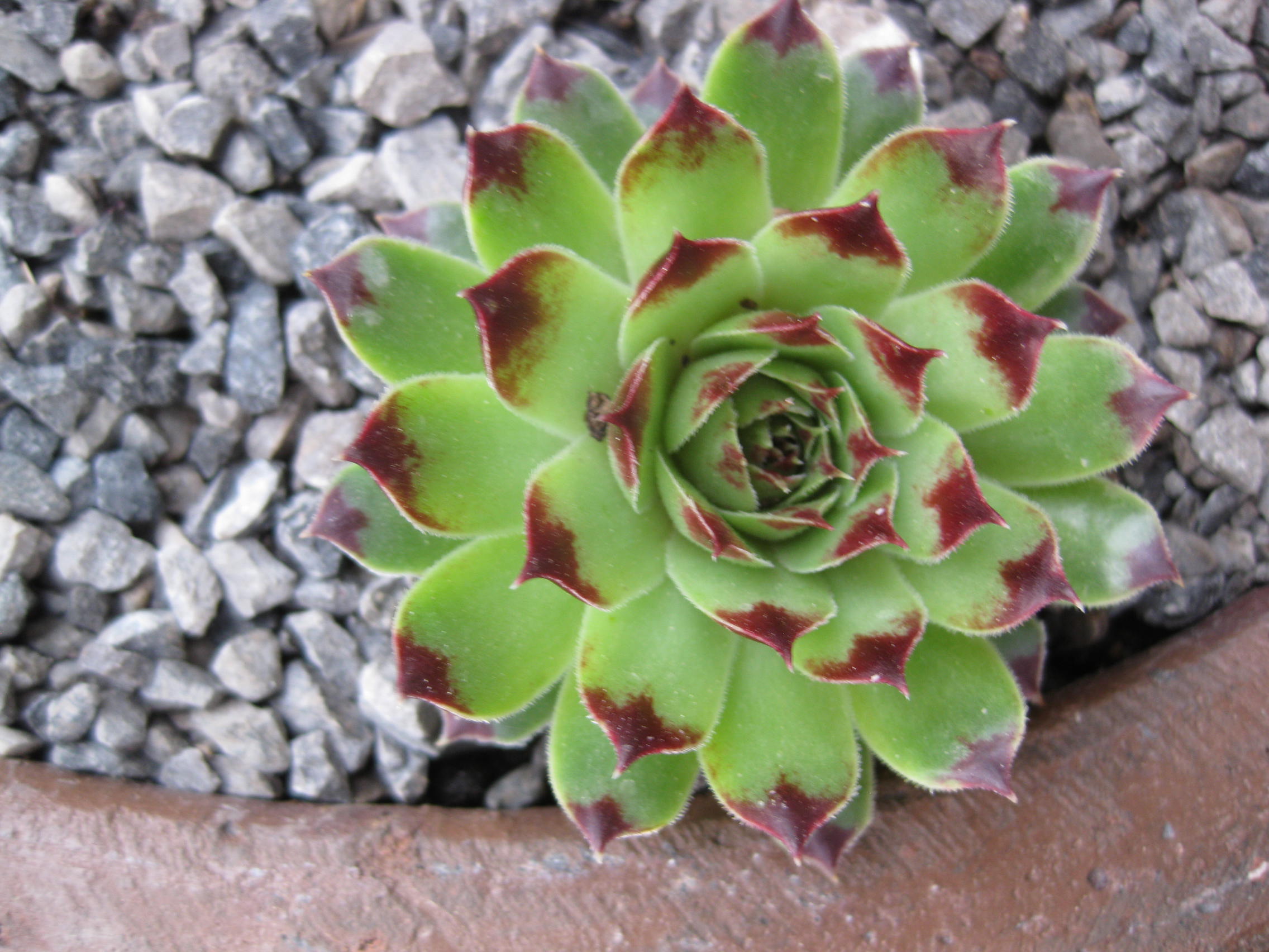 5 x Assorted Variety Sempervivum hardy plants for terrariums fairy gardens