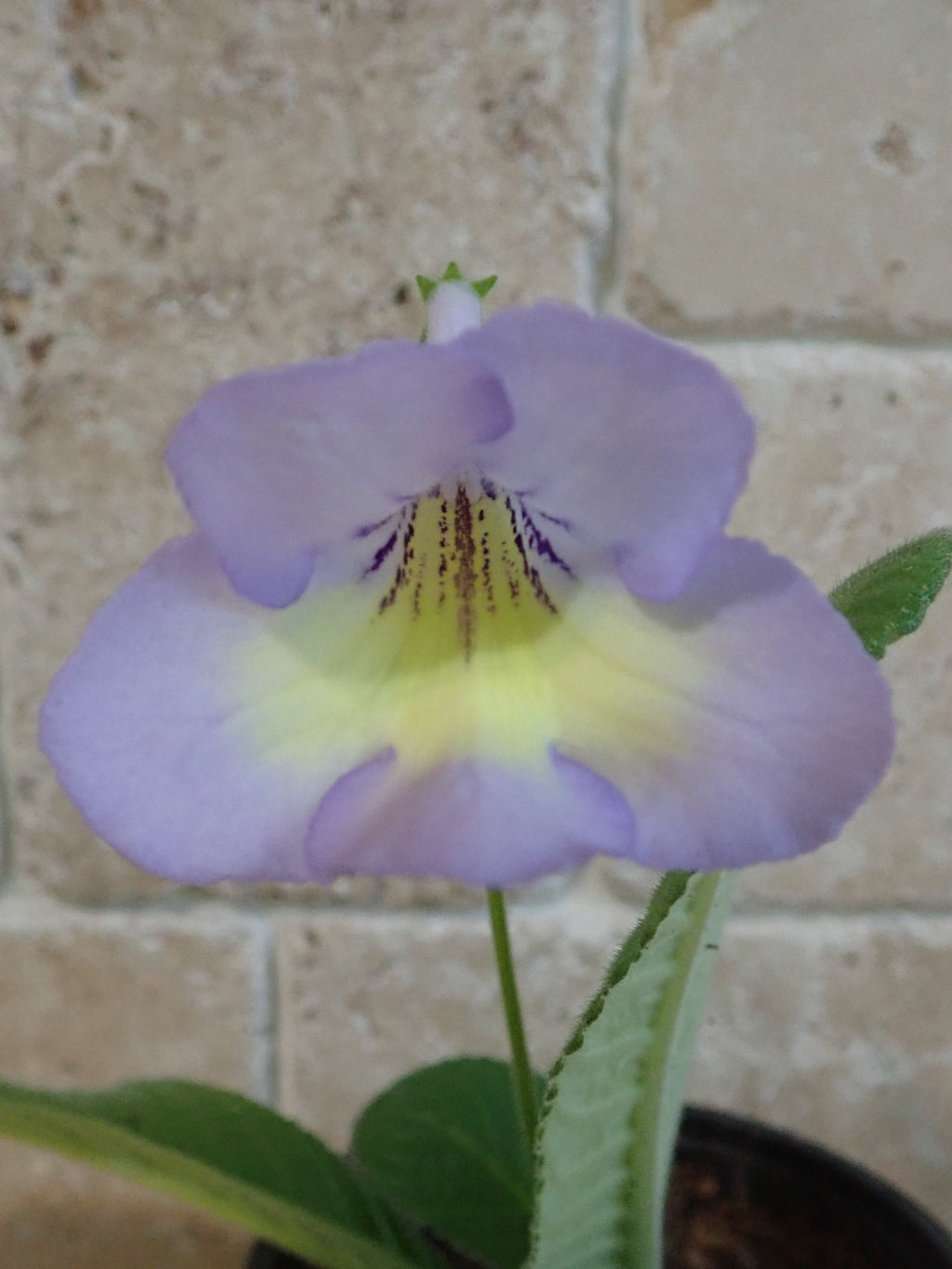 Pretty Lilac & Yellow Streptocarpus 'Charlotte' established young plant