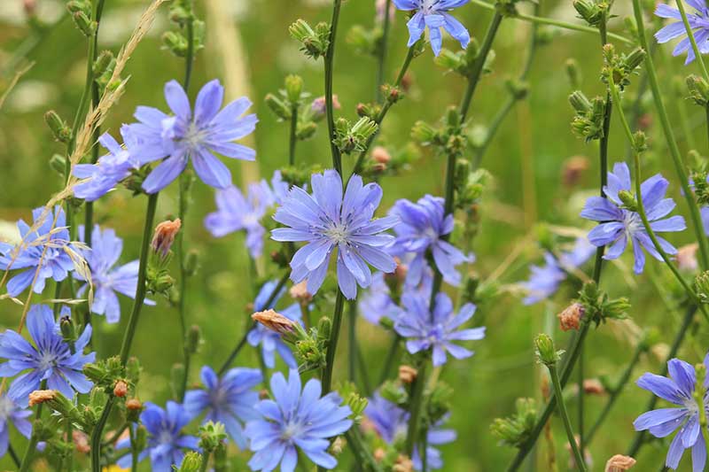 5 x Chicory (Cichorium Intybus) established native perennial bare root plants
