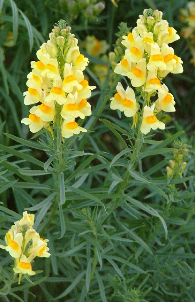 Toad Fls 200 x Common toadflax (Linaria vulgaris) native perennial wildflower s ...