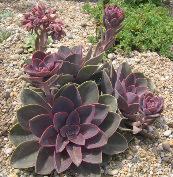 1 x Echeveria 'Duchess of Nuremberg' healthy established BARE ROOT plant
