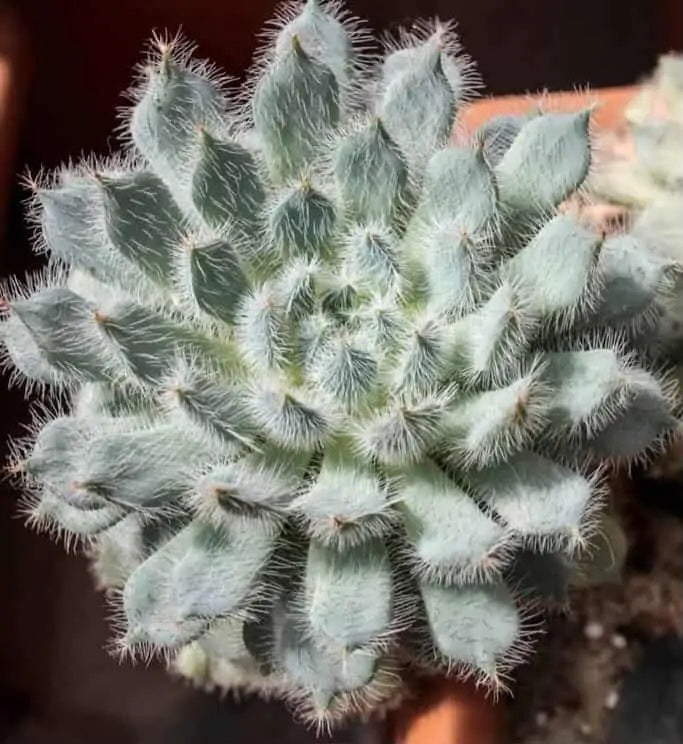 1 x potted Echeveria 'Tarantula' established young plant