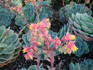 3 x Echeveria secunda 'Glaucus echeveria' perennial flowering plants