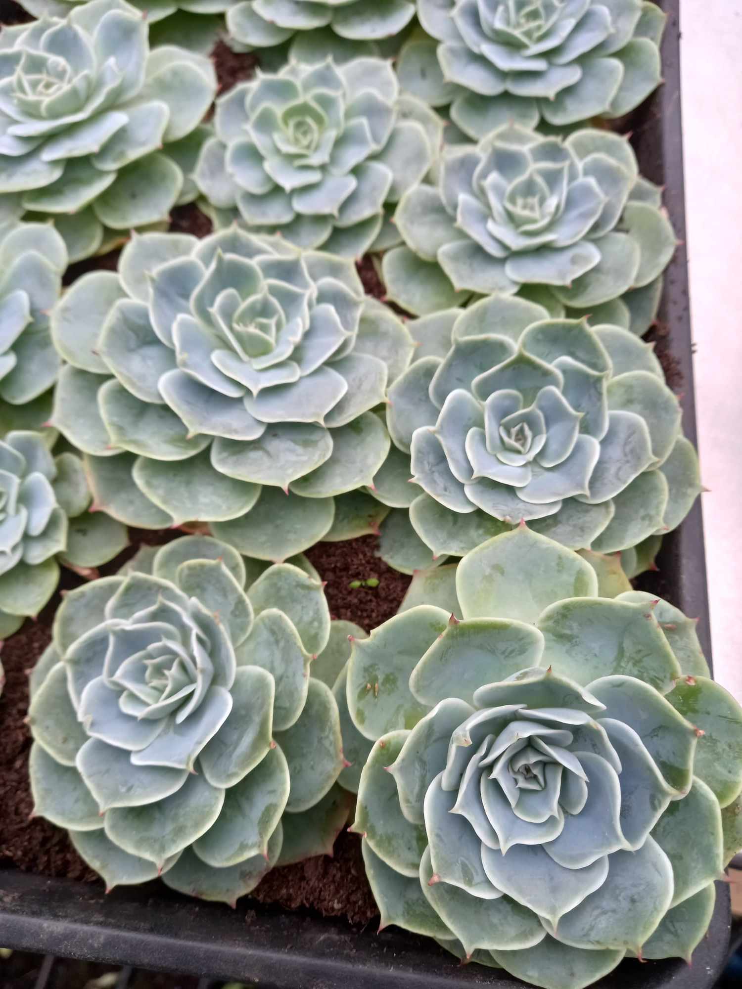 3 x Echeveria secunda 'Glaucus echeveria' perennial flowering plants